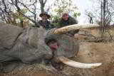 TROPHY BULL ELEPHANT IMPORTABLE TO THE USA