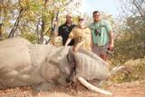 TROPHY BULL ELEPHANT IMPORTABLE TO THE USA - 7 of 9