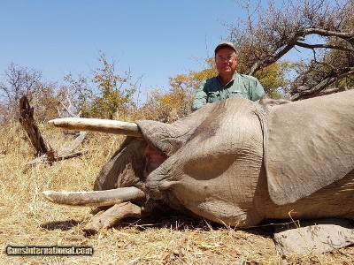 TROPHY BULL ELEPHANT IMPORTABLE TO THE USA - Image 4 of 9
