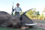 TROPHY BULL ELEPHANT IMPORTABLE TO THE USA - 5 of 9