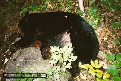 Ontario Fall Bear Hunt - Image 4 of 5