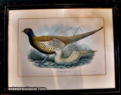 SHAWS PHEASNT
BY: GOULD
LONDON PRINT