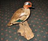 GREEN WING TEAL CARVING BY HOMER LAWRENCE, PAINYED BY SARAH RIFFLE - 2 of 2