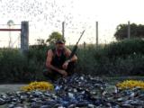 Dove Hunting in Province of Cordoba Argentina
