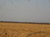 Help the Argentine Farmer…AND Get Paid to Hunt - 2 of 7