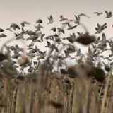 Help the Argentine Farmer…AND Get Paid to Hunt - 3 of 7