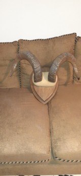 DALL SHEEP HORNS 30 INCH CURL - 7 of 12