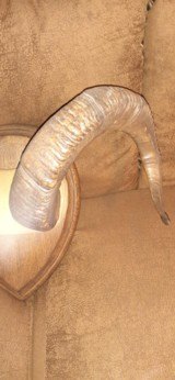 DALL SHEEP HORNS 30 INCH CURL - 9 of 12