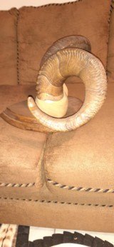 DALL SHEEP HORNS 30 INCH CURL - 4 of 12
