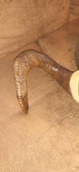 DALL SHEEP HORNS 30 INCH CURL - 12 of 12
