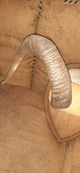 DALL SHEEP HORNS 30 INCH CURL - 10 of 12