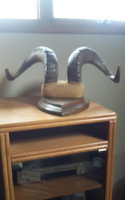 DALL SHEEP HORNS 30 INCH CURL