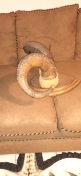 DALL SHEEP HORNS 30 INCH CURL - 5 of 12
