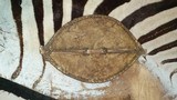 MAASAI TRIBAL SHIELD AND SPEAR - 14 of 14