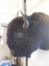Mounted Buffalo Head - 1 of 1