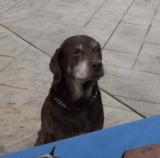 WINCHESTER - VOLCANIC - SMITH & WESSON - " BABY IRON FRAME " - FACTORY ENGRAVED- 31 CALIBER- 15 of 15