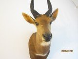 Bush Buck in beautiful, modren mount light for shipping, - 2 of 7
