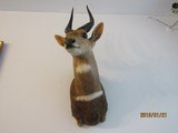 Bush Buck in beautiful, modren mount light for shipping, - 5 of 7