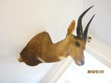 Bush Buck in beautiful, modren mount light for shipping, - 3 of 7