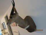 Bush Buck in beautiful, modren mount light for shipping, - 4 of 7