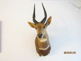 Bush Buck in beautiful, modren mount light for shipping, - 1 of 7