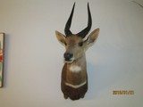 Bush Buck in beautiful, modren mount light for shipping, - 6 of 7