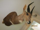 Bush Buck in beautiful, modren mount light for shipping, - 7 of 7