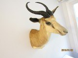 This is a SPRING BUCK,ONE OF FIVE SHOULDER MOUNTS I'M LISTING - 2 of 9