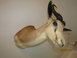 This is a SPRING BUCK,ONE OF FIVE SHOULDER MOUNTS I'M LISTING - 5 of 9