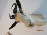 This is a SPRING BUCK,ONE OF FIVE SHOULDER MOUNTS I'M LISTING - 7 of 9