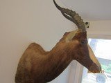 Bles Buck above excellent, one of five shoulder mounts I'm selling, - 7 of 8