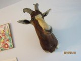 Bles Buck above excellent, one of five shoulder mounts I'm selling, - 3 of 8