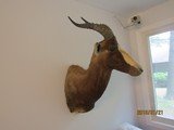 Bles Buck above excellent, one of five shoulder mounts I'm selling, - 1 of 8