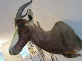 Bles Buck above excellent, one of five shoulder mounts I'm selling, - 4 of 8