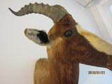 Bles Buck above excellent, one of five shoulder mounts I'm selling, - 8 of 8