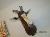 Bles Buck above excellent, one of five shoulder mounts I'm selling, - 6 of 8