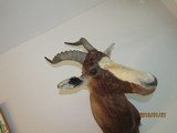 Bles Buck above excellent, one of five shoulder mounts I'm selling, - 2 of 8