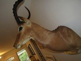 This IMPALA display extremly well and is one of five should mounts I' sell, light for shipping - 7 of 7