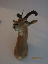 This IMPALA display extremly well and is one of five should mounts I' sell, light for shipping - 3 of 7