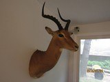 This IMPALA display extremly well and is one of five should mounts I' sell, light for shipping - 6 of 7