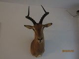 This IMPALA display extremly well and is one of five should mounts I' sell, light for shipping - 4 of 7
