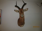 This IMPALA display extremly well and is one of five should mounts I' sell, light for shipping - 5 of 7
