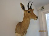 Antelope ,shoulder mount - 6 of 8