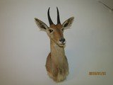 Antelope ,shoulder mount - 1 of 8