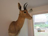 Antelope ,shoulder mount - 2 of 8