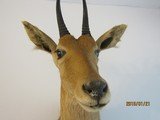 Antelope ,shoulder mount - 8 of 8