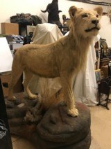 FULL MOUNTED AFRICAN LION - 7 of 7