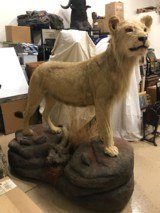 FULL MOUNTED AFRICAN LION - 1 of 7