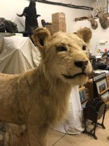 FULL MOUNTED AFRICAN LION - 6 of 7