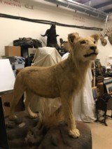FULL MOUNTED AFRICAN LION - 3 of 7